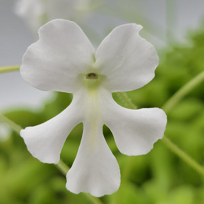 Pinguicula moranensis var. alba x moctezumae – Butterworts