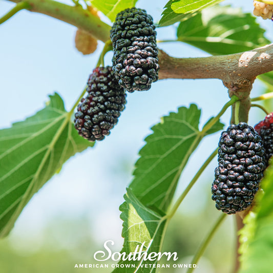 Black Mulberry – 50 Seeds
