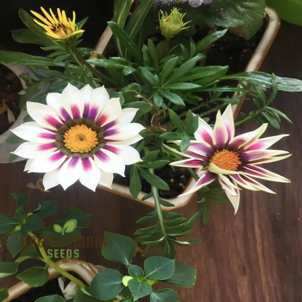 Multicolor Dwarf Variegated Sunflower Seeds - Brighten Your Garden with Vibrant Blooms