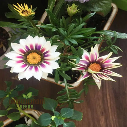 Multicolor Dwarf Variegated Sunflower Seeds - Brighten Your Garden with Vibrant Blooms