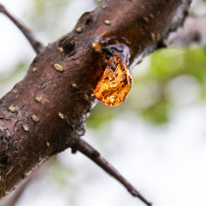 Myrrh Essential Oil – Essential_Oil