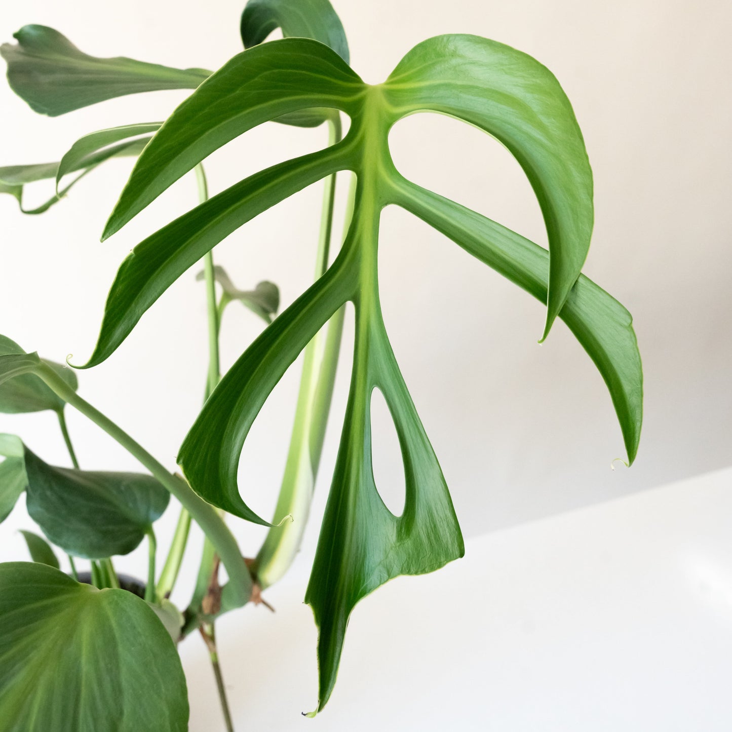 Mysteria® 'Burle Marx Flame' Monstera | Rare Indoor Climbing Plant