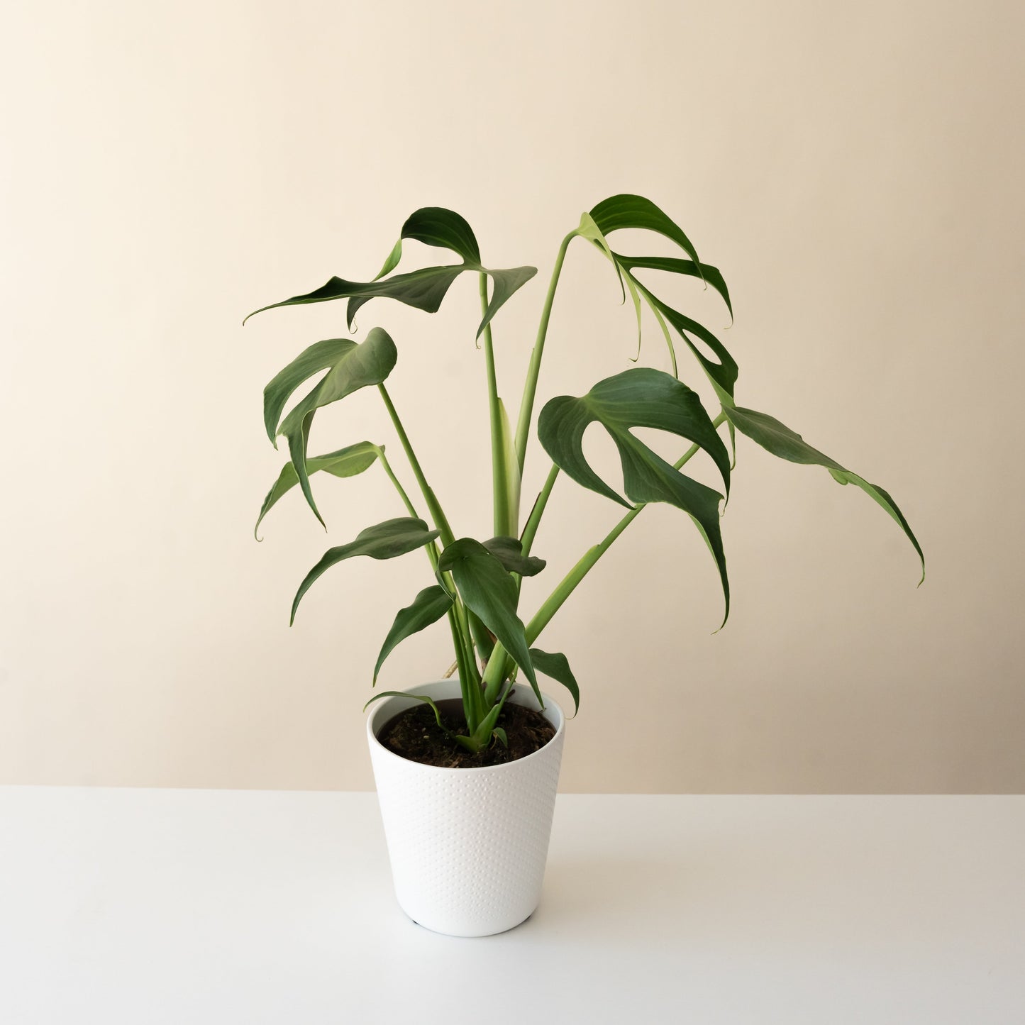 Mysteria® 'Burle Marx Flame' Monstera | Rare Indoor Climbing Plant