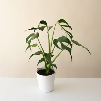 Mysteria® 'Burle Marx Flame' Monstera | Rare Indoor Climbing Plant