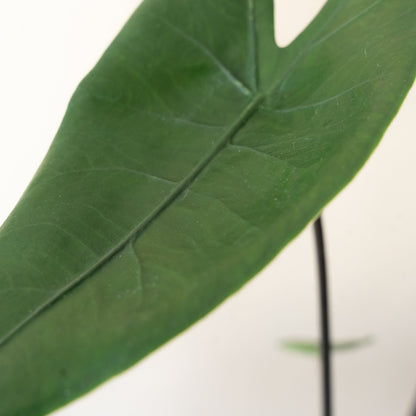 Mythic® Blackout™ Alocasia Zebrina | Rare Dark Stem Houseplant