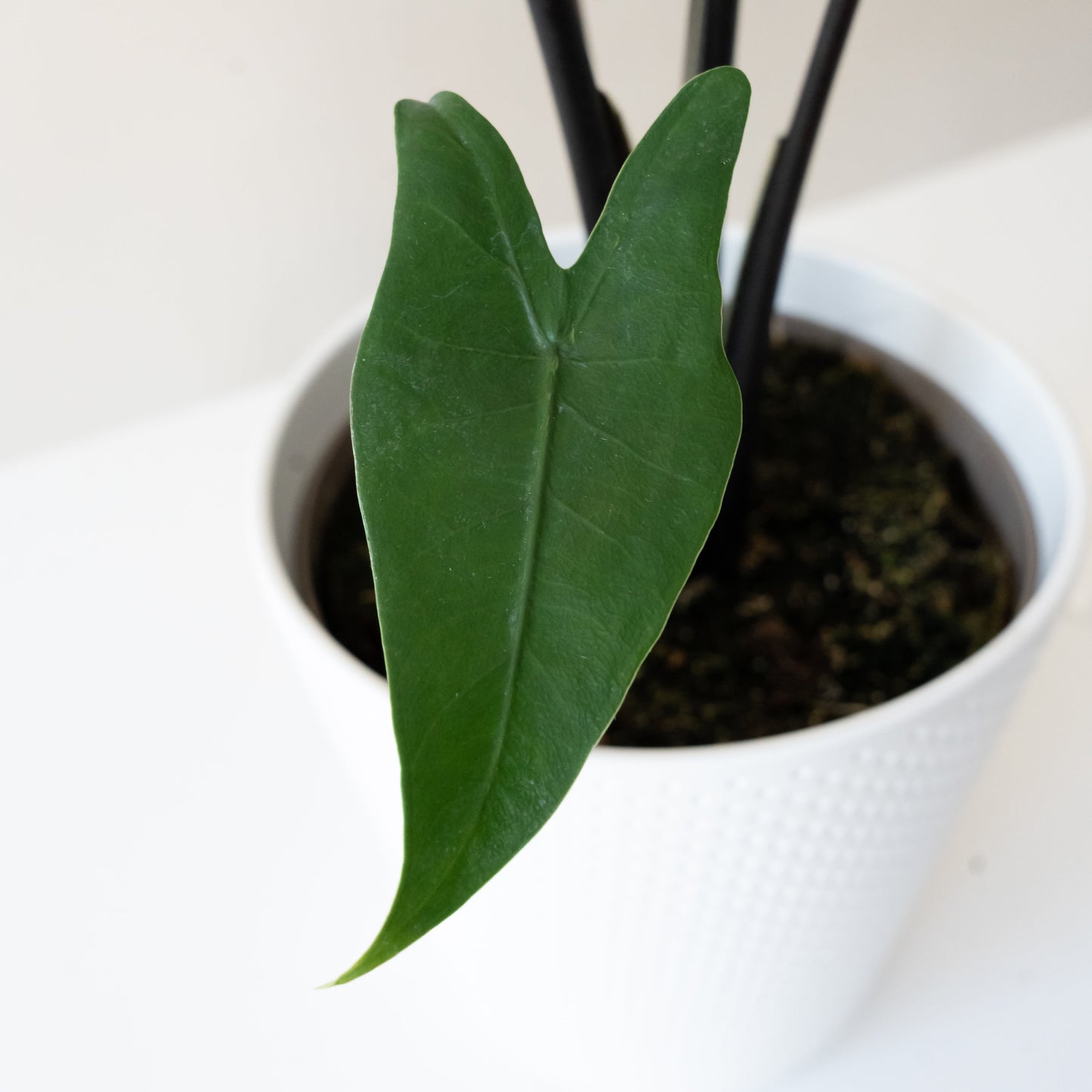 Mythic® Blackout™ Alocasia Zebrina | Rare Dark Stem Houseplant