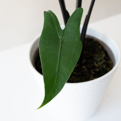 Mythic® Blackout™ Alocasia Zebrina | Rare Dark Stem Houseplant