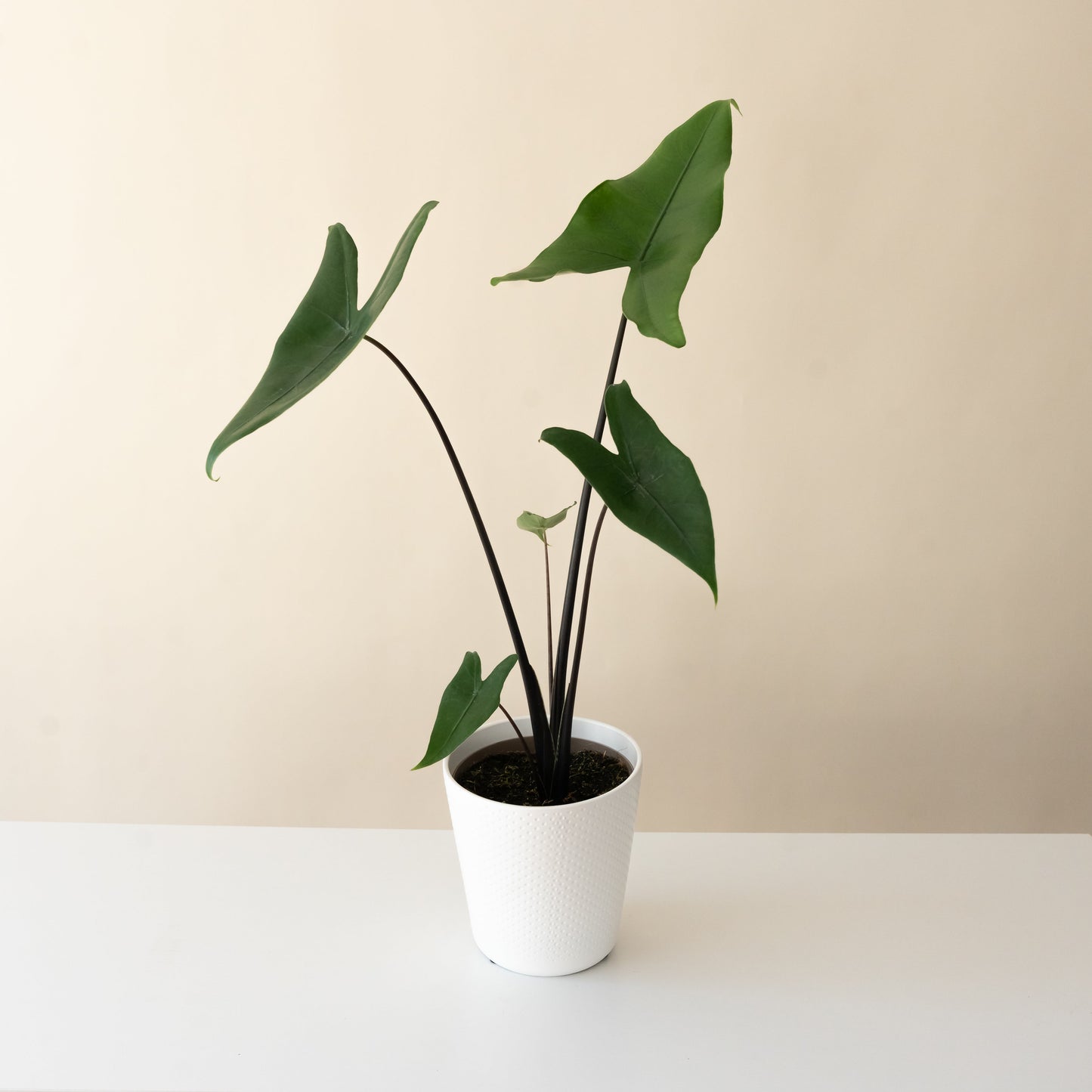 Mythic® Blackout™ Alocasia Zebrina | Rare Dark Stem Houseplant