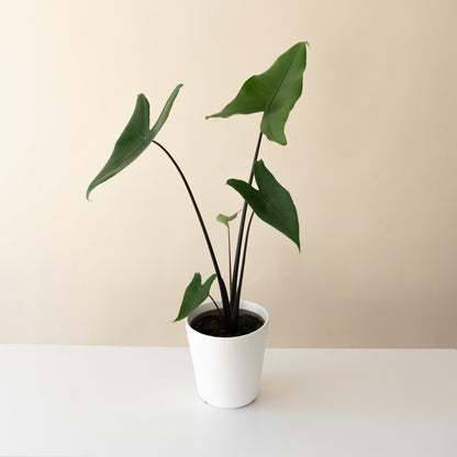 Mythic® Blackout™ Alocasia Zebrina | Rare Dark Stem Houseplant