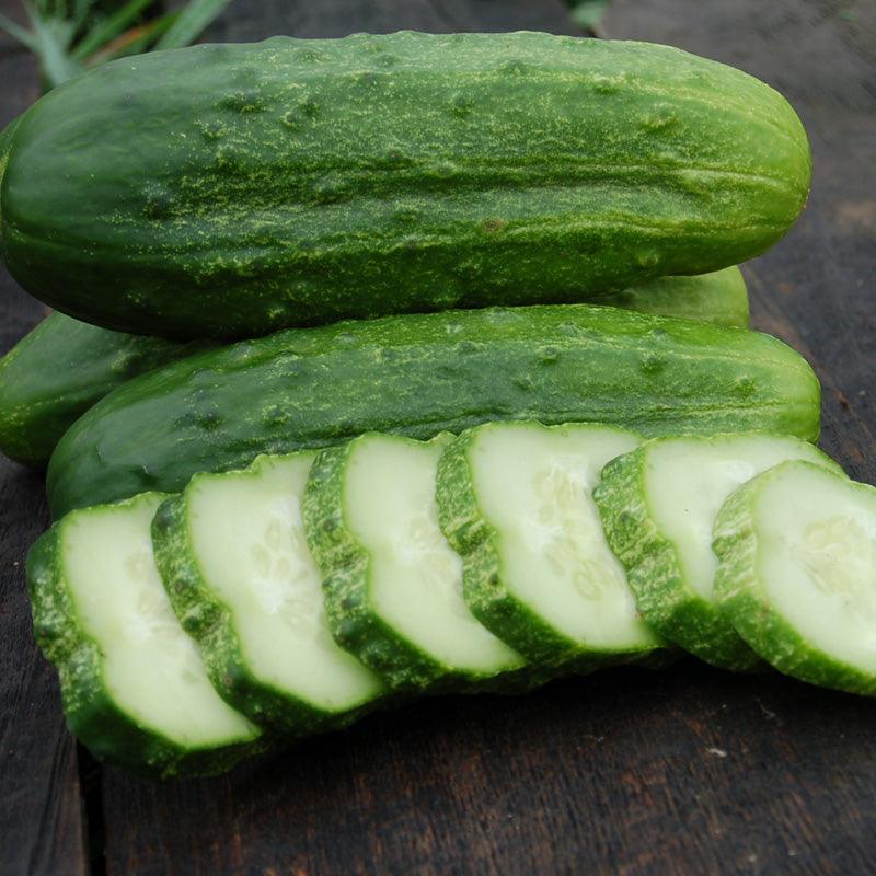 Cucumber Seeds (Organic) National Pickling – Vegetable Seeds