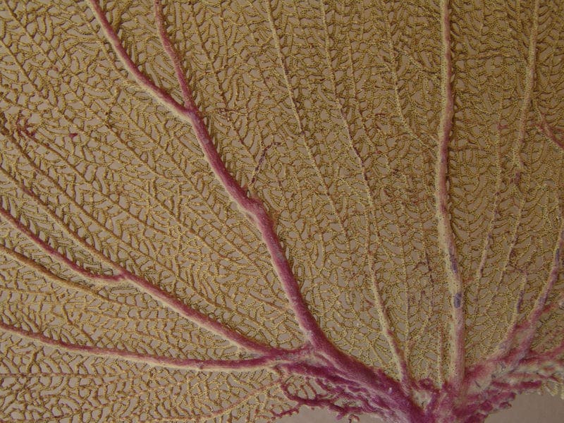 Natural Dried Bahama Sea Fan Coral Coastal Home Decor Floral Arrangement Mermaid Crown Craft Supplies Coastal Home Decor Small Medium Large –