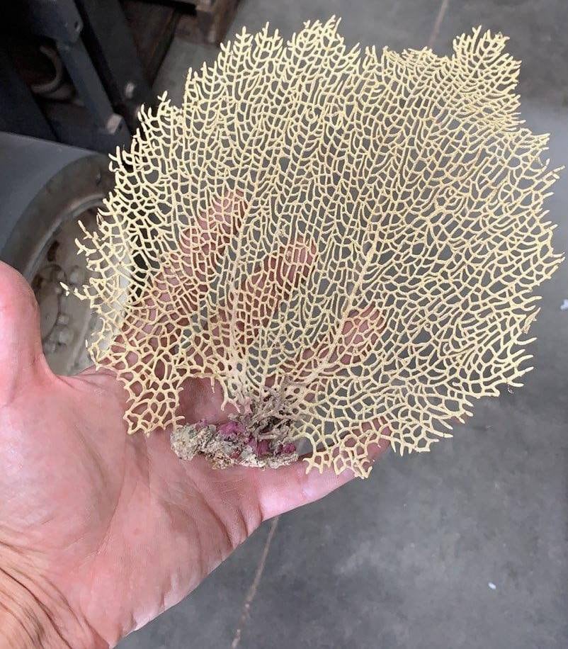 Natural Dried Bahama Sea Fan Coral Coastal Home Decor Floral Arrangement Mermaid Crown Craft Supplies Coastal Home Decor Small Medium Large –
