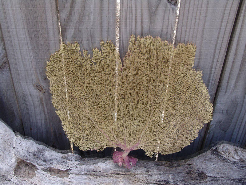 Natural Dried Bahama Sea Fan Coral Coastal Home Decor Floral Arrangement Mermaid Crown Craft Supplies Coastal Home Decor Small Medium Large –