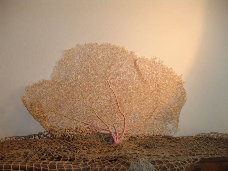 Natural Dried Bahama Sea Fan Coral Coastal Home Decor Floral Arrangement Mermaid Crown Craft Supplies Coastal Home Decor Small Medium Large –
