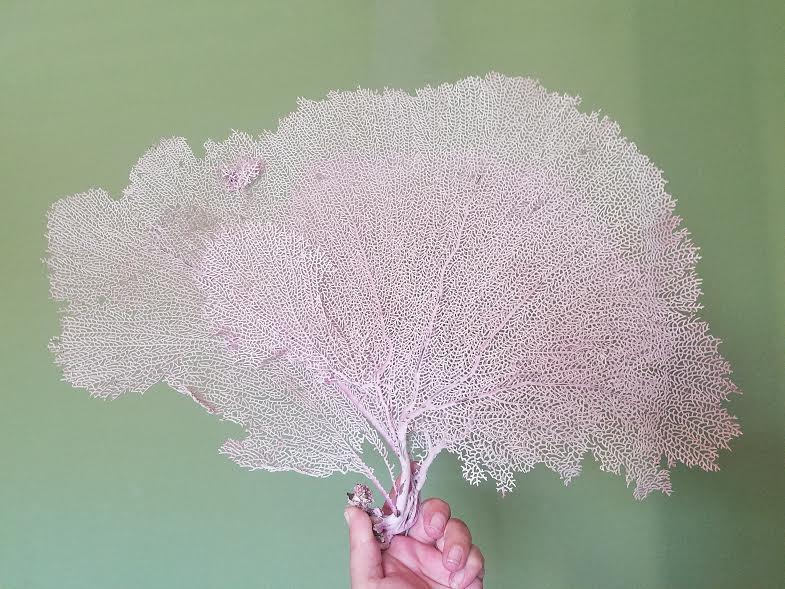 Natural Dried Bahama Sea Fan Coral Coastal Home Decor Floral Arrangement Mermaid Crown Craft Supplies Coastal Home Decor Small Medium Large –