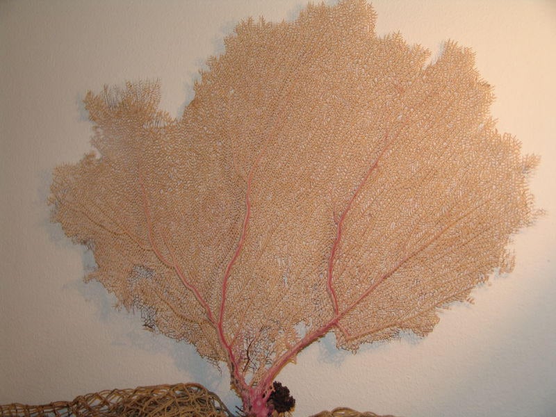 Natural Dried Bahama Sea Fan Coral Coastal Home Decor Floral Arrangement Mermaid Crown Craft Supplies Coastal Home Decor Small Medium Large –