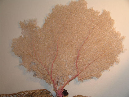 Natural Dried Bahama Sea Fan Coral Coastal Home Decor Floral Arrangement Mermaid Crown Craft Supplies Coastal Home Decor Small Medium Large –