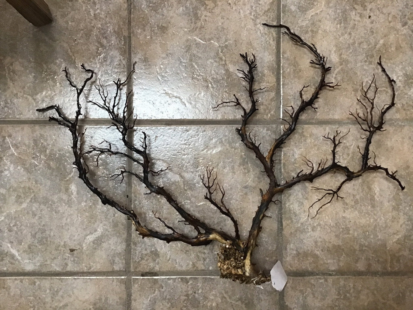 Natural Dried Black Sea Fan Coral- 29.5"