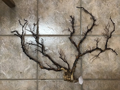Natural Dried Black Sea Fan Coral- 29.5"