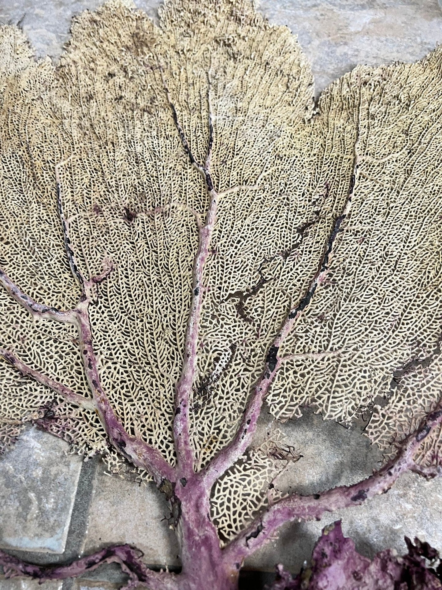 Natural Dried Cream Pink Bahama Sea Fan Coral 31x29 for Wall Art or Coastal Display – Sea Fan