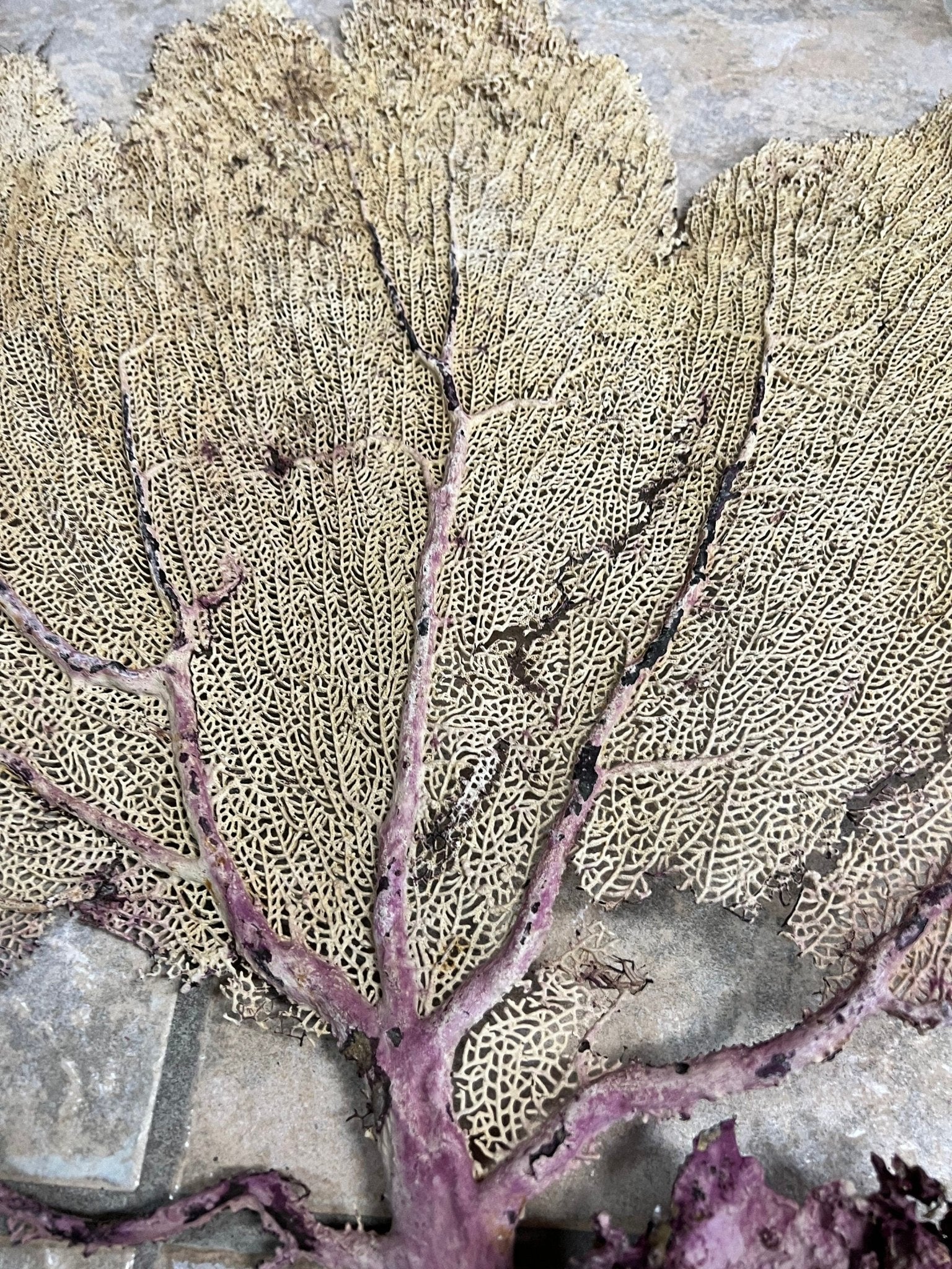 Natural Dried Cream Pink Bahama Sea Fan Coral 31x29 for Wall Art or Coastal Display – Sea Fan