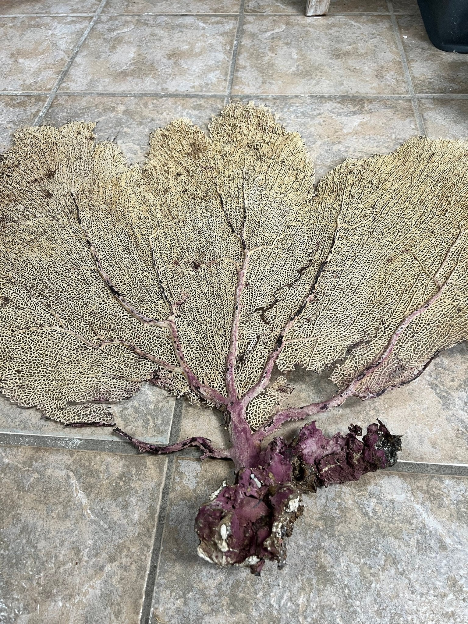 Natural Dried Cream Pink Bahama Sea Fan Coral 31x29 for Wall Art or Coastal Display – Sea Fan
