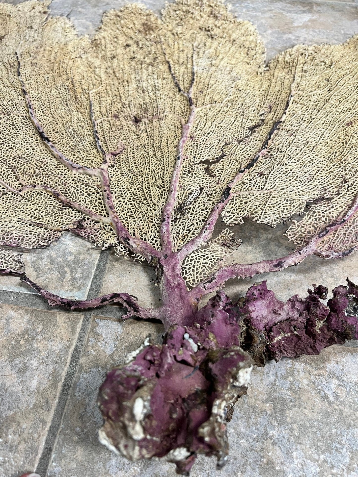 Natural Dried Cream Pink Bahama Sea Fan Coral 31x29 for Wall Art or Coastal Display – Sea Fan