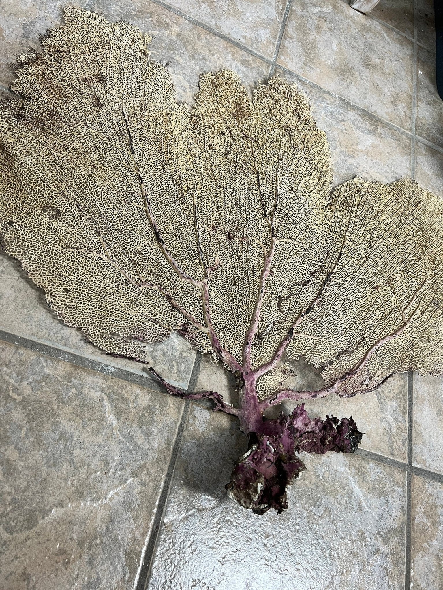 Natural Dried Cream Pink Bahama Sea Fan Coral 31x29 for Wall Art or Coastal Display – Sea Fan