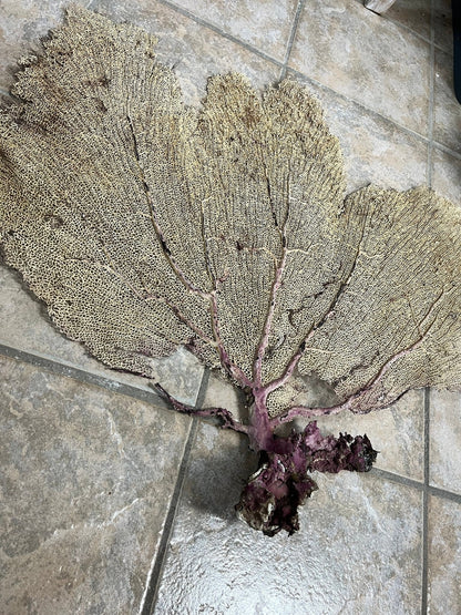 Natural Dried Cream Pink Bahama Sea Fan Coral 31x29 for Wall Art or Coastal Display – Sea Fan