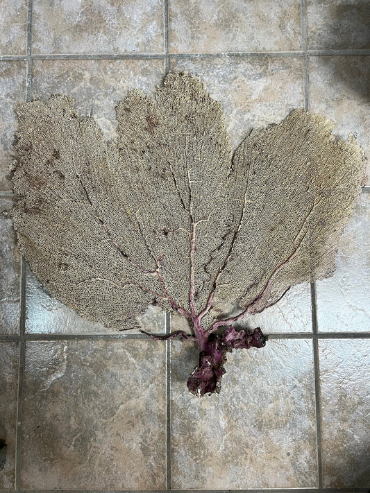 Natural Dried Cream Pink Bahama Sea Fan Coral 31x29 for Wall Art or Coastal Display – Sea Fan
