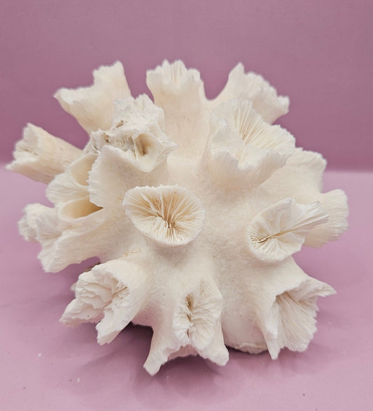 Natural Flower Coral - 5.25"5.75"x3.5" Decorative Coastal Accent for Home and Office