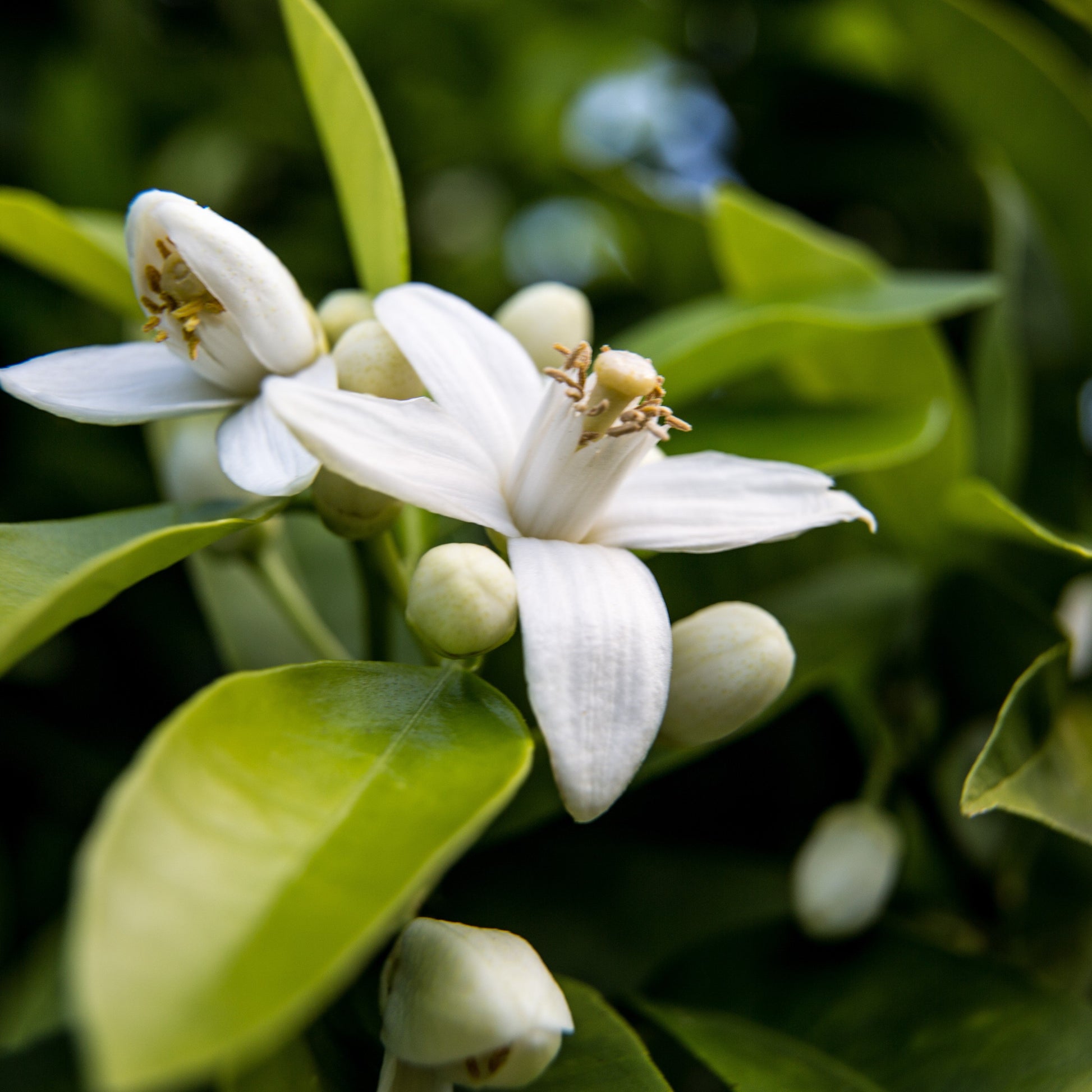 Neroli Essential Oil – Essential_Oil