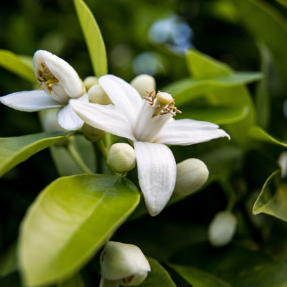 Neroli Essential Oil – Essential_Oil