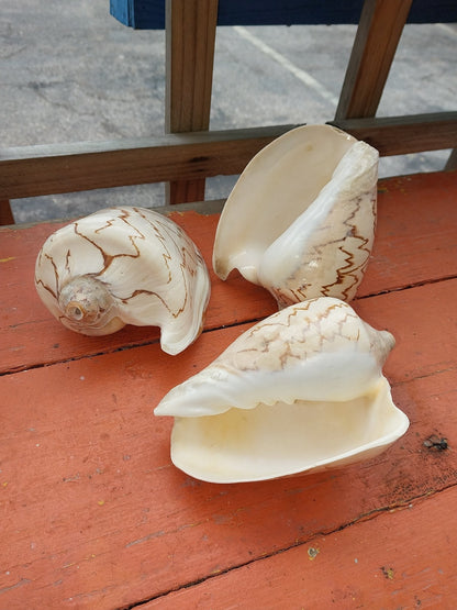 Noble Volute Cymbiola Nobilis Large Display Shell