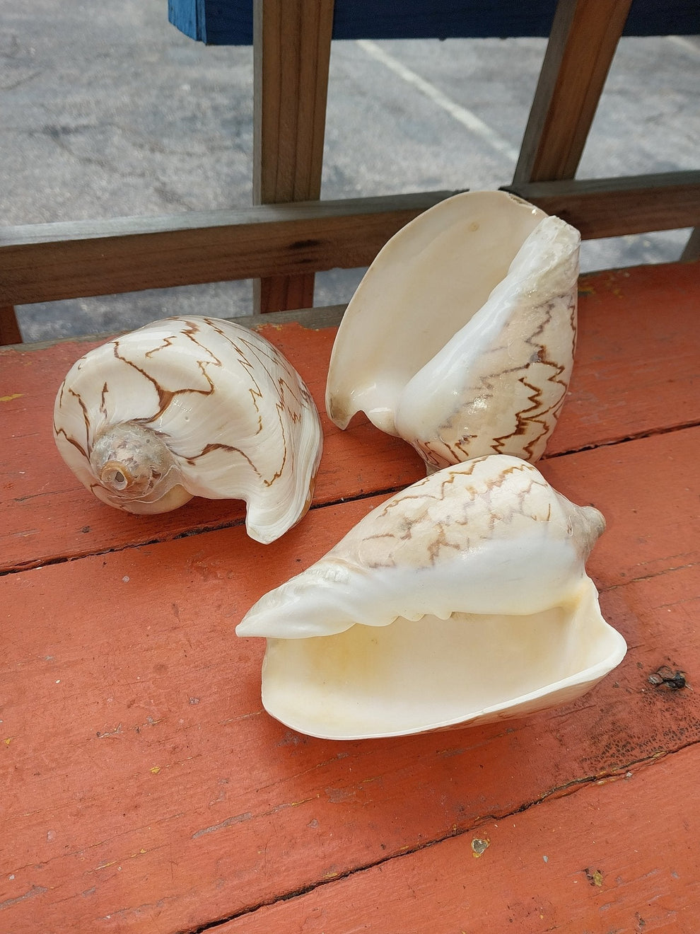 Noble Volute Shell - Cymbiola Nobilis Seashell – Moon Water Apothecary