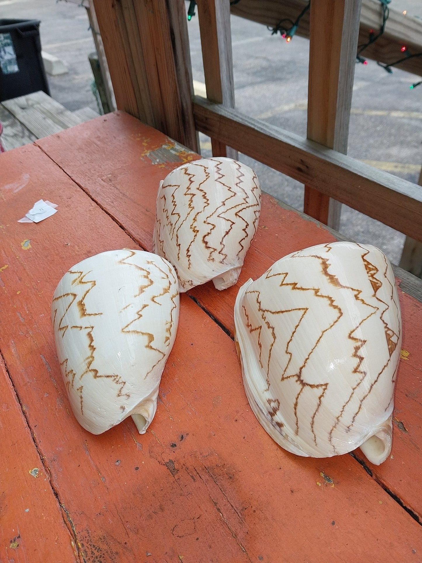 Noble Volute Cymbiola Nobilis Large Display Shell