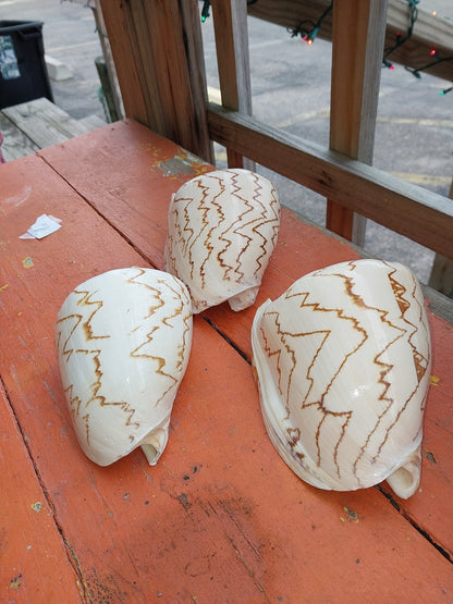 Noble Volute Cymbiola Nobilis Large Display Shell