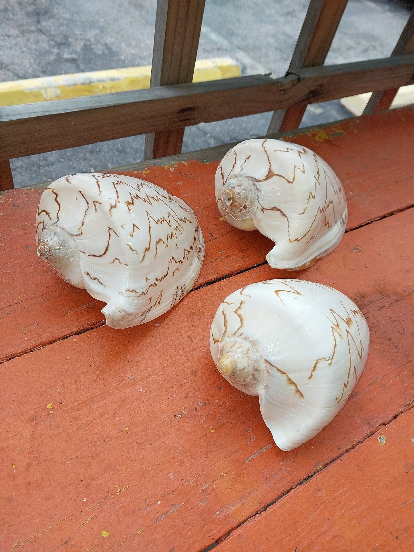 Noble Volute Cymbiola Nobilis Large Display Shell