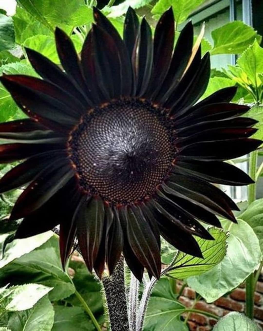Fresh Deep Black Sunflower Seeds for Planting - Garden Growth for 50 Pcs