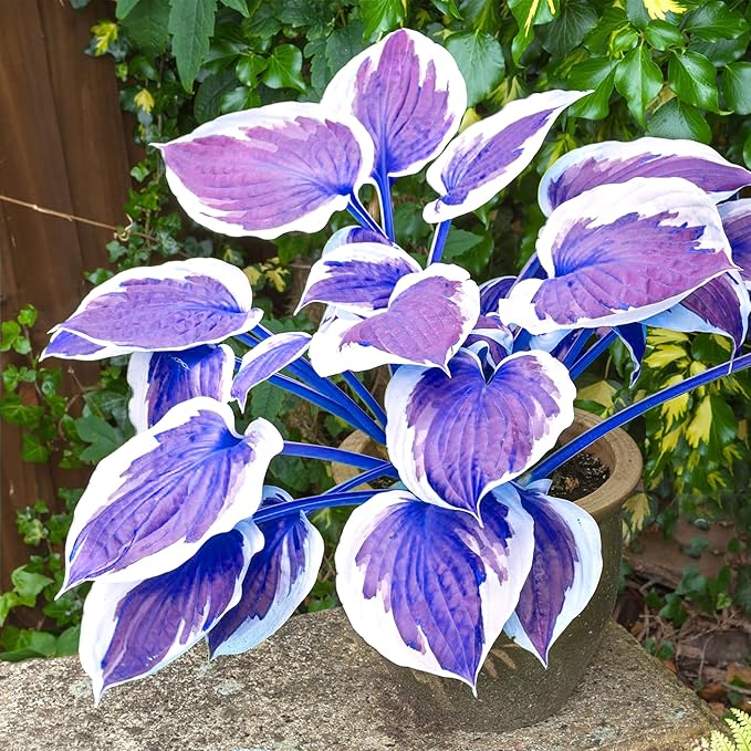 Dark Blue Shade Hosta Seeds – Premium Blue-Leaved Perennial for Shade Gardens