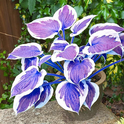 Dark Blue Shade Hosta Seeds – Premium Blue-Leaved Perennial for Shade Gardens