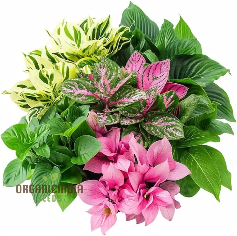 Hosta Mix Plant Seeds – Premium Easy-to-Grow Green & Variegated Shade Garden Varieties