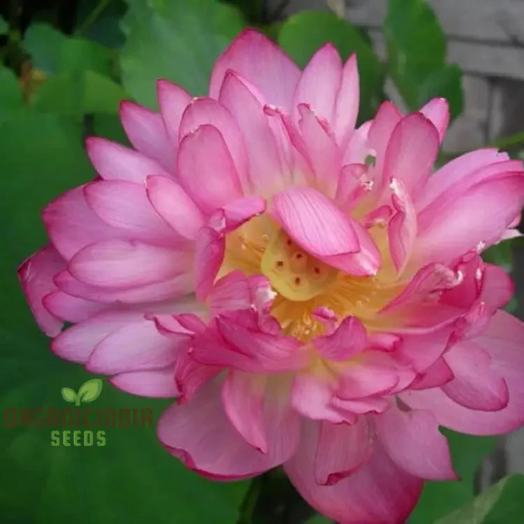 Lotus Seeds (Momo Botan Lotus Seeds) - Exquisite Pink Blooms for Ponds & Water Gardens