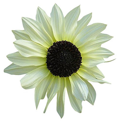 White Sunflower Seeds – Rare Elegant Blooms for Garden Planting