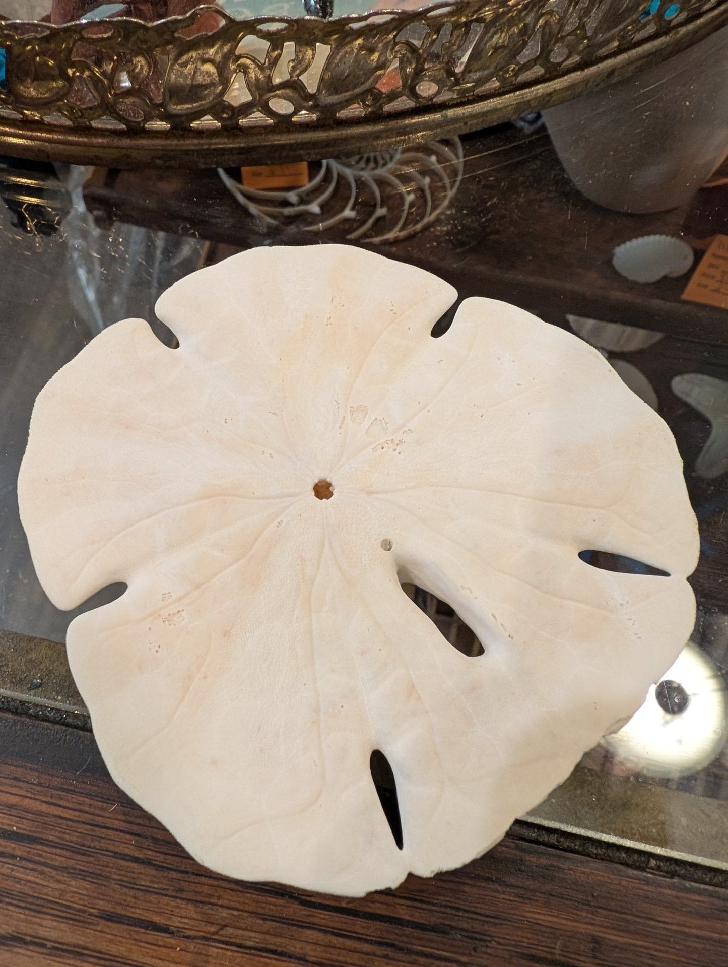 Notched Sand Dollar 4-5" | Encope Emarginata –