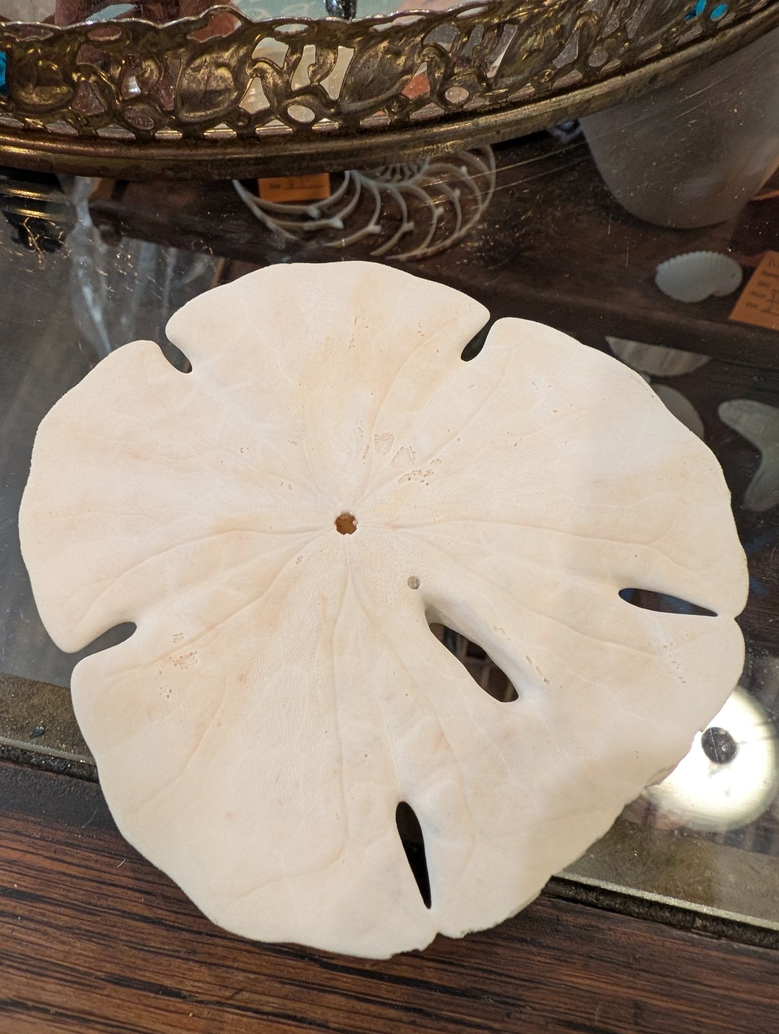 Notched Sand Dollar 4-5" | Encope Emarginata –