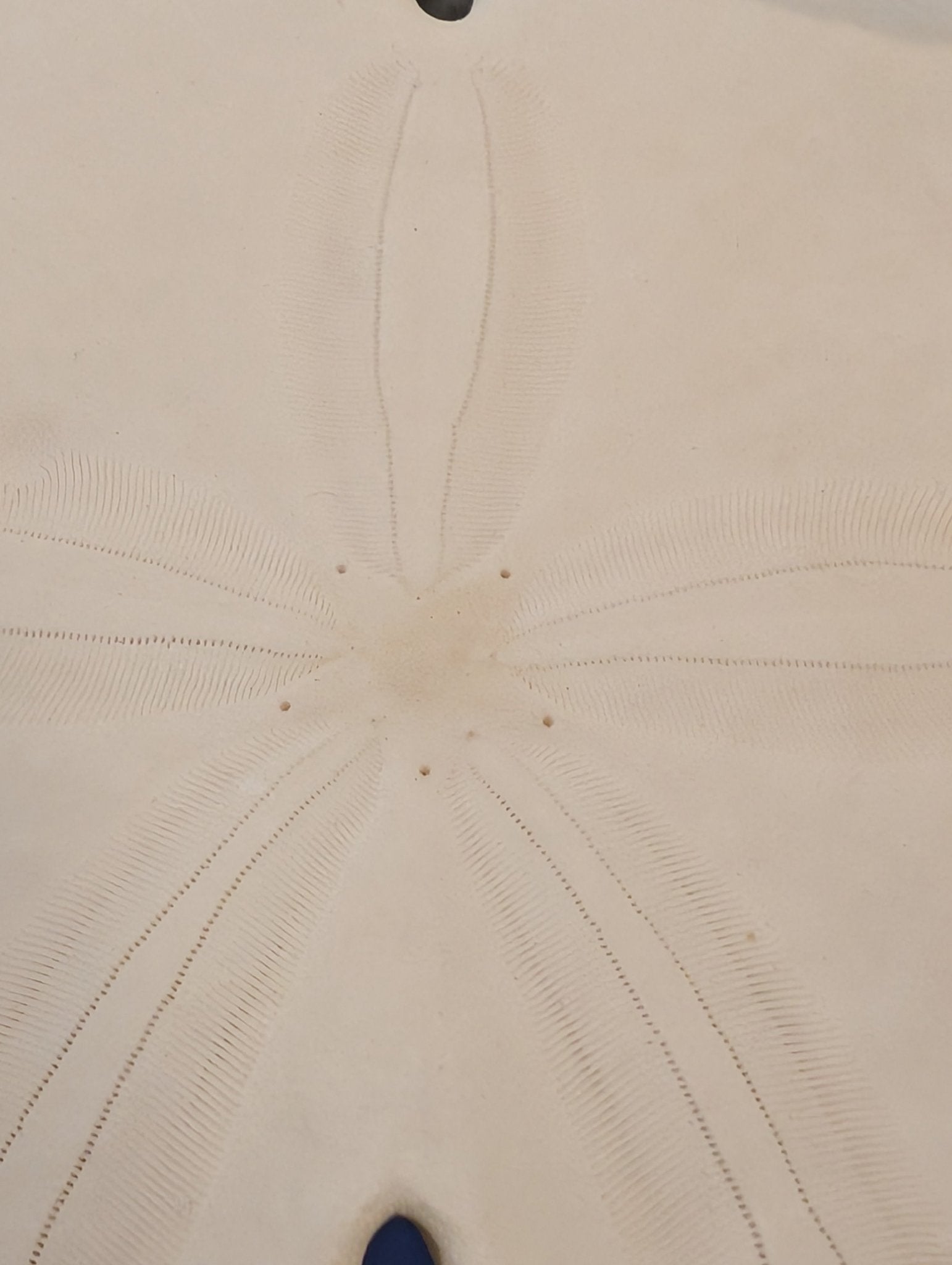 Notched Sand Dollar 4-5" | Encope Emarginata –