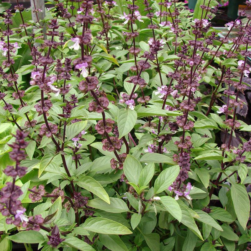 Thai Basil Seeds (Organic) – Vegetable Seeds
