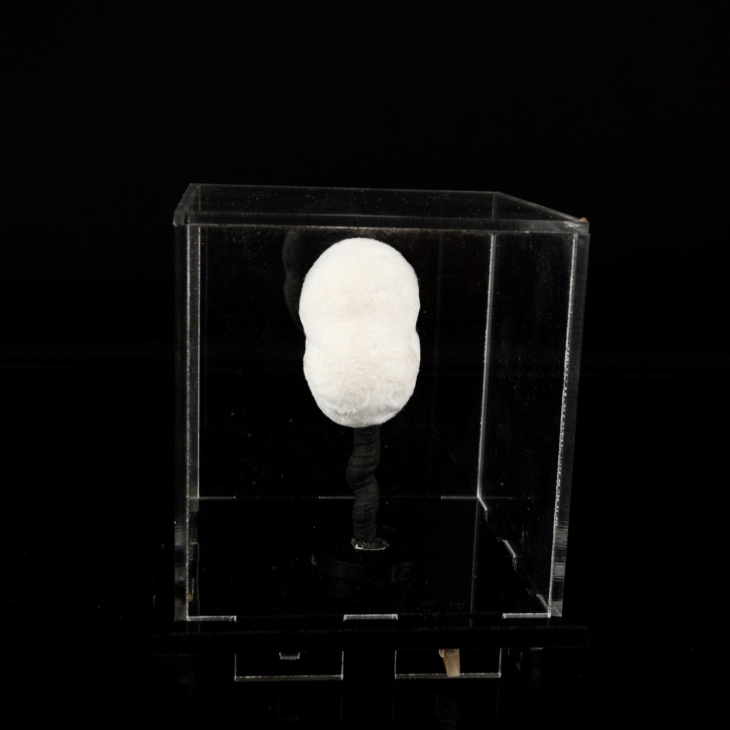 Okenite Big Puffballs Natural Mineral Specimen – okenite