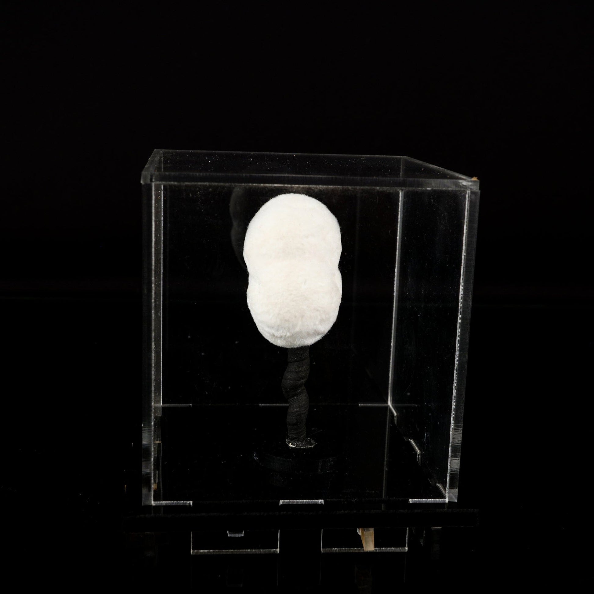 Okenite Big Puffballs Natural Mineral Specimen – okenite